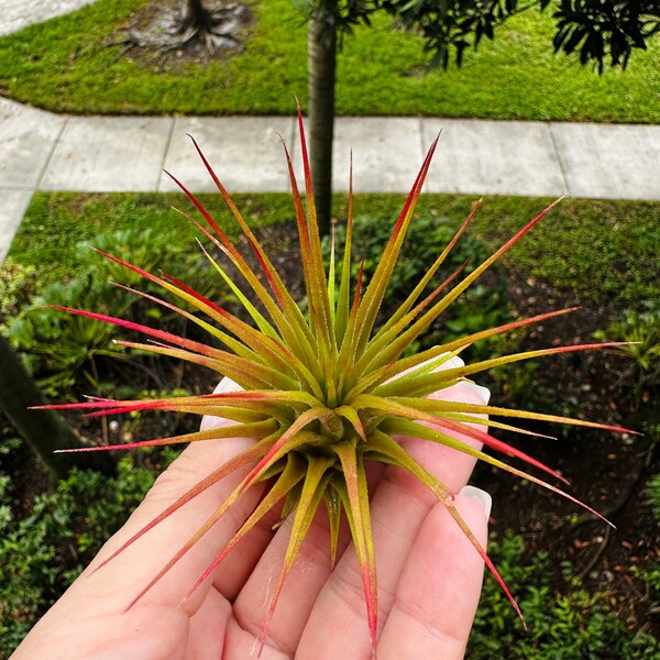 Ionantha Red Air Plant - Cute Air Plant - Live Air Plant for Mental Wellness