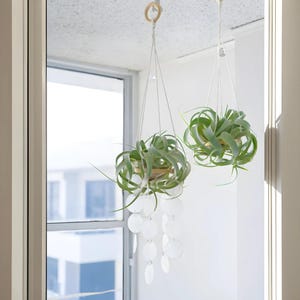 Xerographica Air Plant Hanging Holder - Handcrafted Tillandsia Display | Cute Streptophylla Holder | Gift for Plant Lovers | No Plant