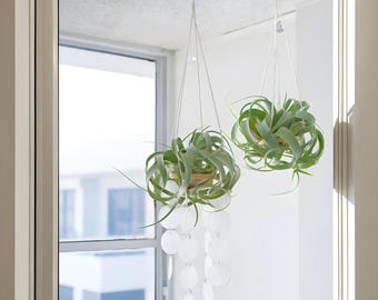 images of money tree plant Braided Money Tree, Potted