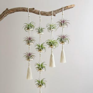 Macramé Air Plant Hanger with Live Air Plants | Handmade Boho Hanging Holder | No Soil | Gift for Plant Lovers