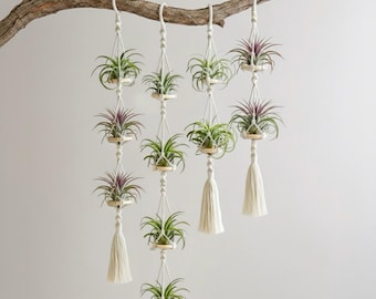 Macramé Air Plant Hanger with Live Air Plants | Handmade Boho Hanging Holder | No Soil | Gift for Plant Lovers