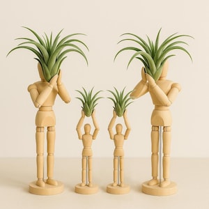 Air Plants and Air Plant Holder Desk - Wooden Cute Live Tillandsia Holder For Window | Office Stress-Relief Stand | Gift For Plant Lover