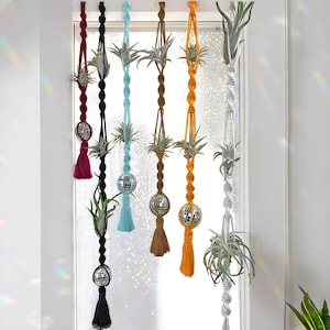 Air Plants Suncatcher Holder Hanging - Tillandsia Live Air Plant Hanger for Window - Plant Lovers Gift - Mental Health Air Plant