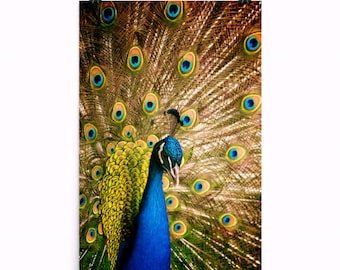 Peacock Closeup Luster Print