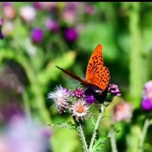 Beautiful nature