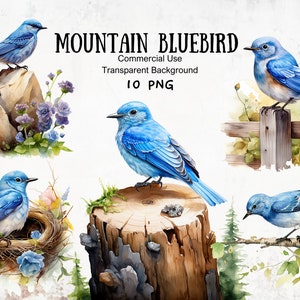 Imágenes prediseñadas de acuarela de pájaro azul de montaña Descarga digital para revistas basura Gráficos POD de sublimación Colección caprichosa de dibujos animados de pájaros azules