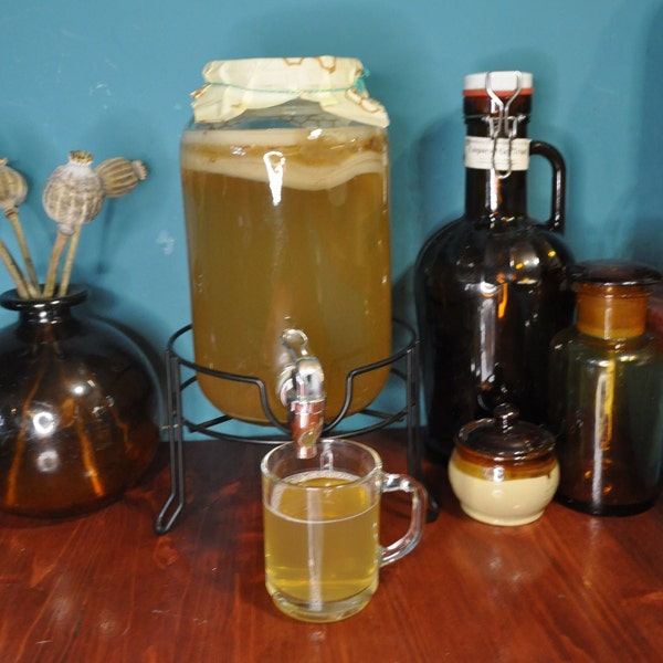 Kombucha Scoby / Starter Kit