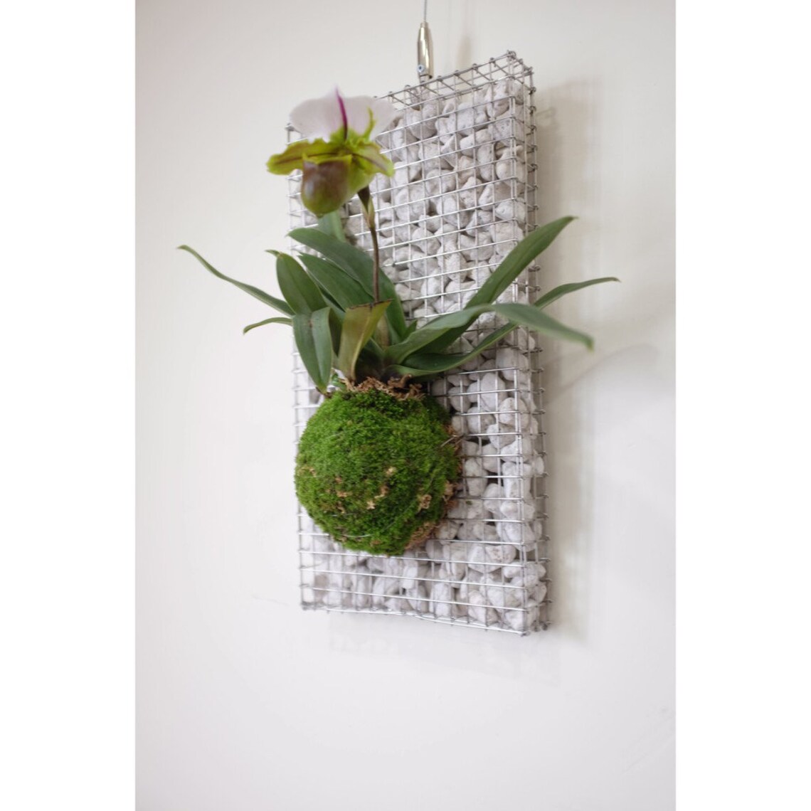 Staghorn Fern Wall Mounting Board Orchid Mounting Board Etsy