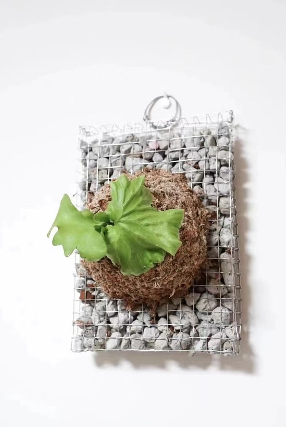 Staghorn Fern Wall Mounting Board Orchid Mounting Board Etsy