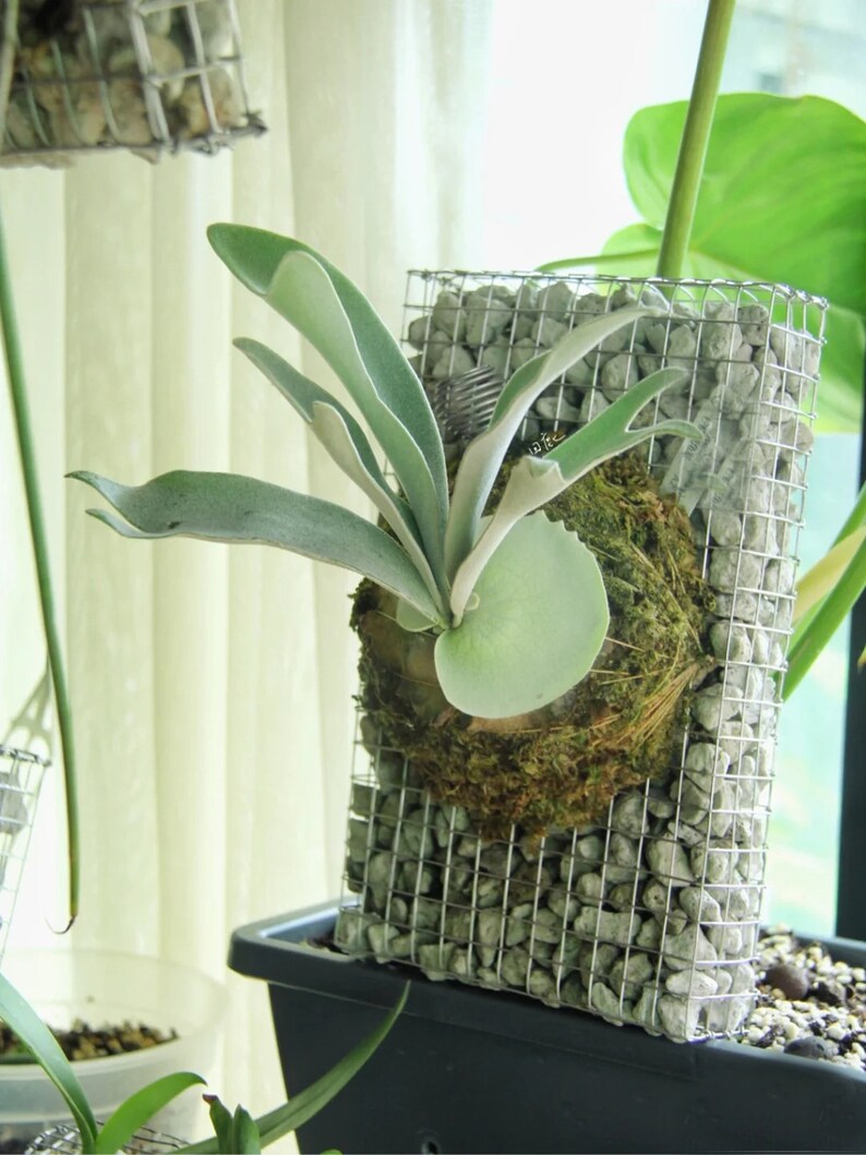 Staghorn Fern Wall Mounting Board Orchid Mounting Board Etsy