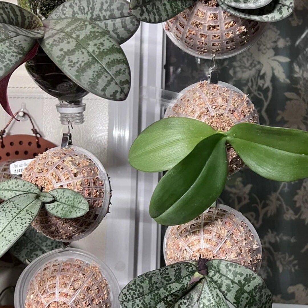 Sphagnum Moss Planter, Staghorn and Elkhorn Planter, Orchid Planter