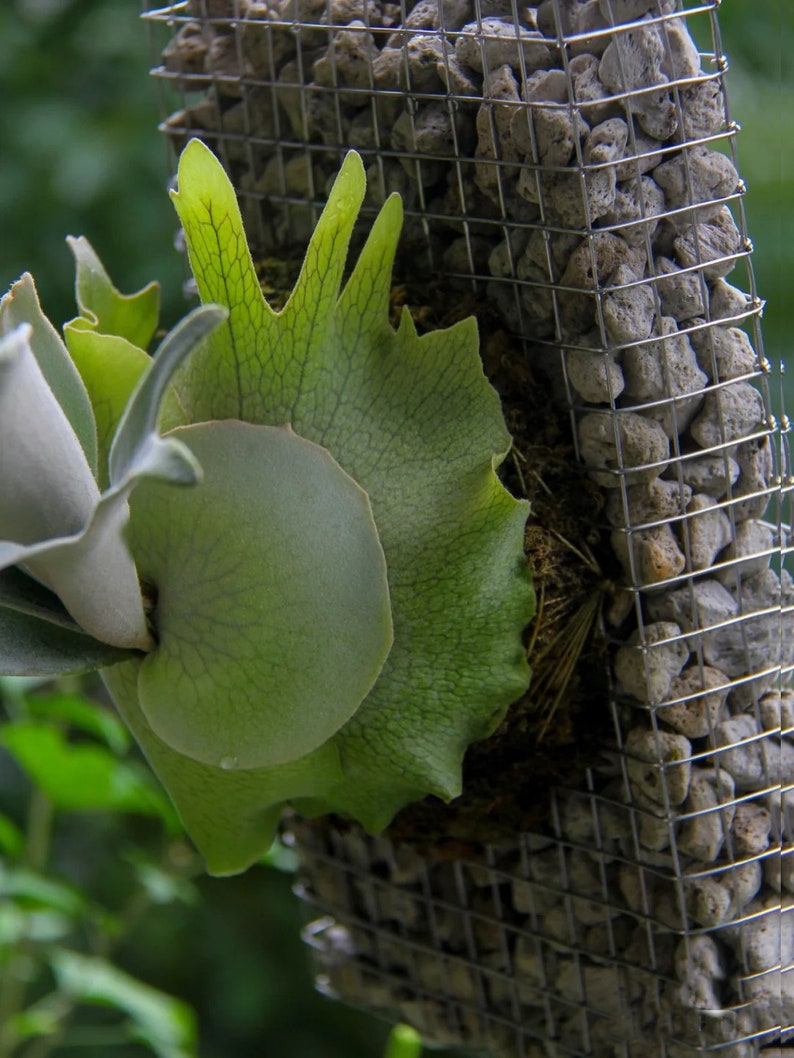 Staghorn Fern Wall Mounting Board Orchid Mounting Board Etsy