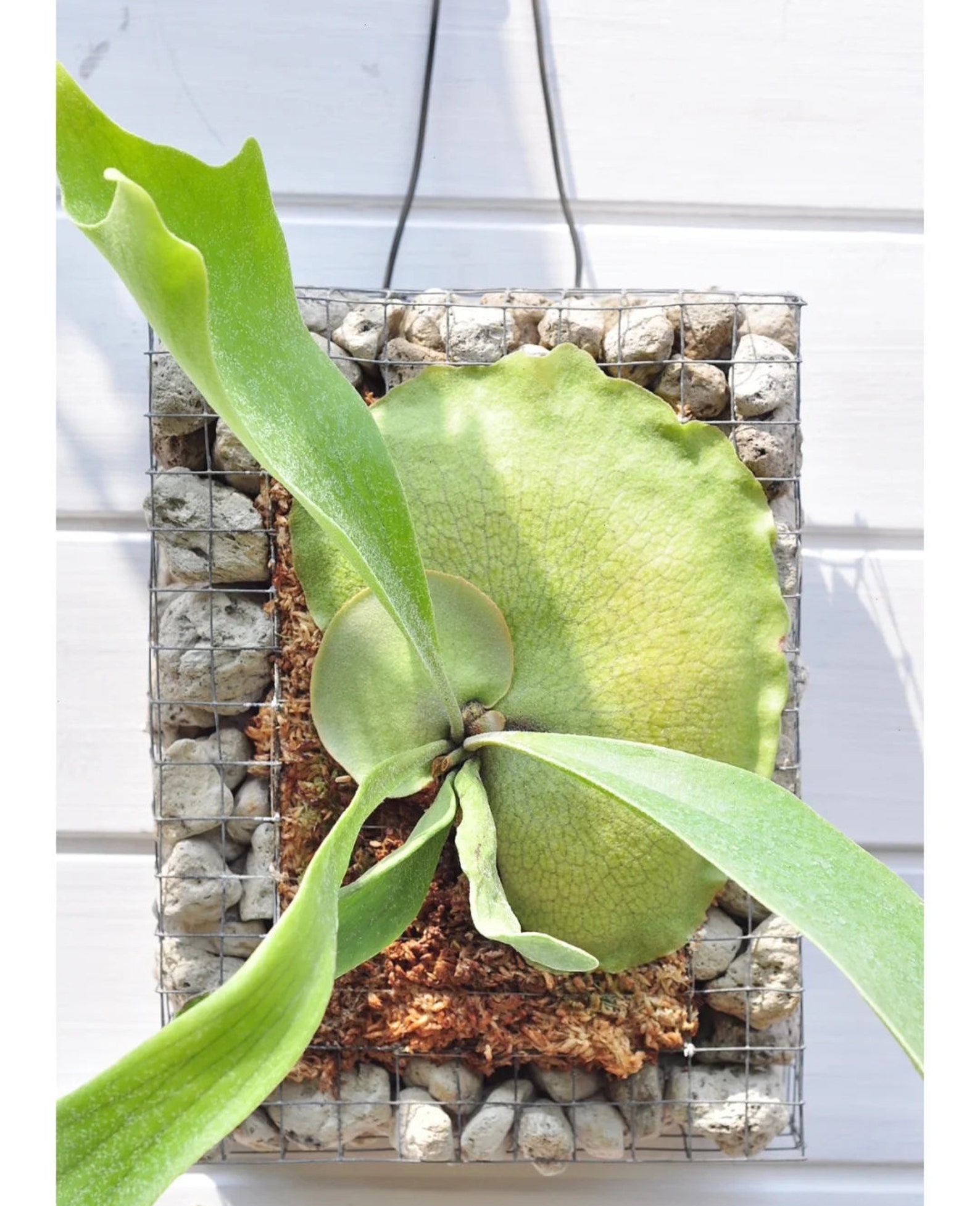 Staghorn Fern Wall Mounting Board Orchid Mounting Board Etsy