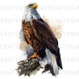 Bald Eagle Watercolor Png , Eagle Clipart ,  Eagle Sublimation Design , Digital Download