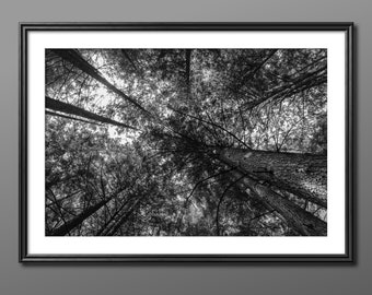 Woodland Whispers - Impression paysage noir et blanc