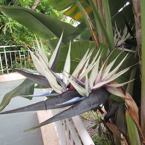 Giant White~~Bird of Paradise~~Strelitzia Nicholai~~10-12 inch tall ROOTED STARTER PLANT~~Unique & Rare!