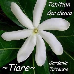 SINGLE Tahitian Gardenia Taitensis Jasminoides Plant~Intensely Fragrant Flower~~Large Shiny Green Leaves with Unique Star Double Blooms