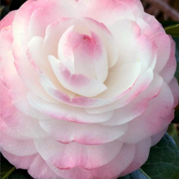 Estrella Invitada**Floraciones Únicas**Camellia Japonica - Planta de Inicio Viva