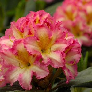 Melrose Flash Rhododendron~ Well Rooted STARTER Plant~Very Rare!