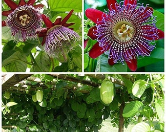 Giant Granadilla Passion Fruit Vine - Passiflora quadrangularis - Live STARTER Plant