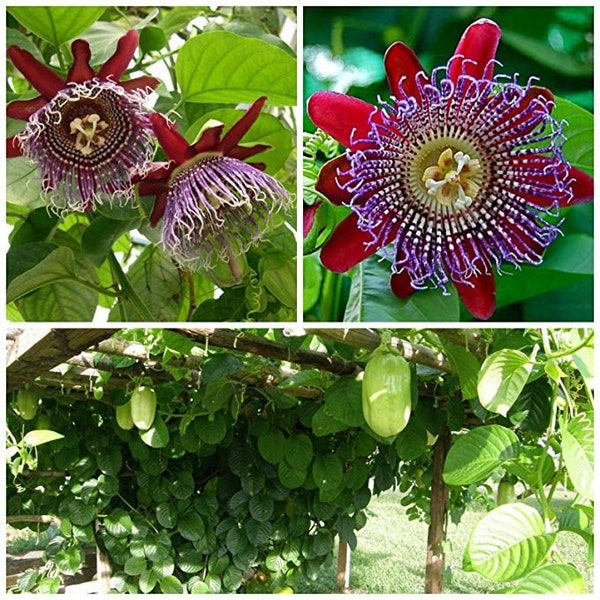 Granadilla Passion Fruit Vine - Passiflora quadrangularis - Live STARTER Plant