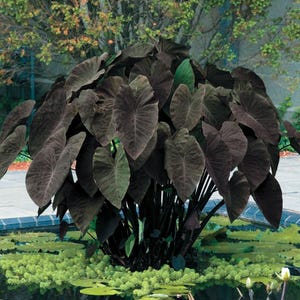 Black Magic - Colocasia esculenta- Elephant Ear - SMALL ROOTED STARTER Plant