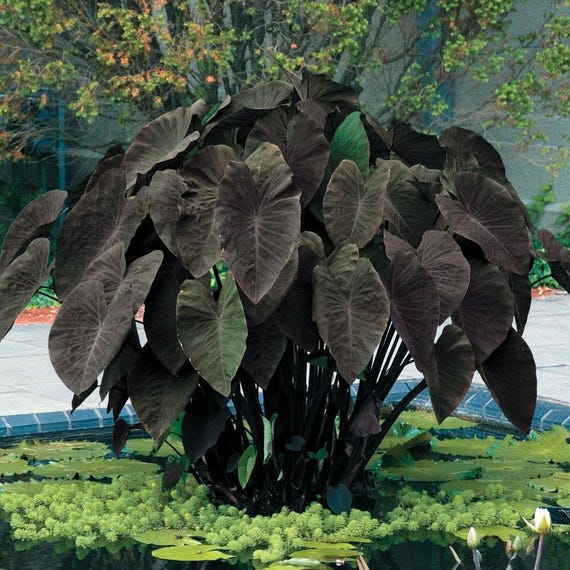 Black Magic - Colocasia Esculenta- Elephant Ear - SMALL ROOTED STARTER Plant  - Etsy