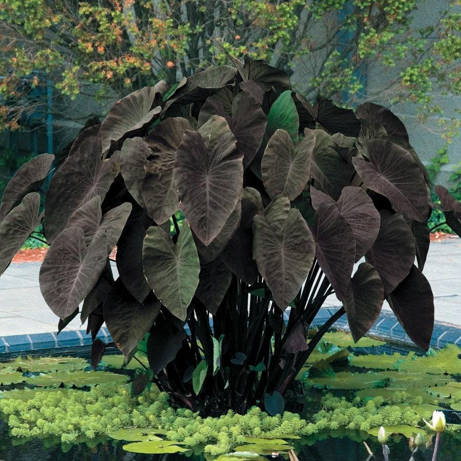 Black Magic - Colocasia Esculenta- Elephant Ear - SMALL ROOTED STARTER  Plant - Etsy