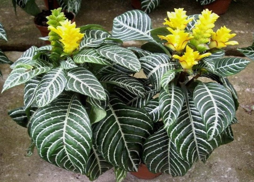 DC★ELANSAR & PHILIA 海外版 エランザーとフィリア Snow White Zebra Aphelandra Squarrosa Dania Plant~well Rooted