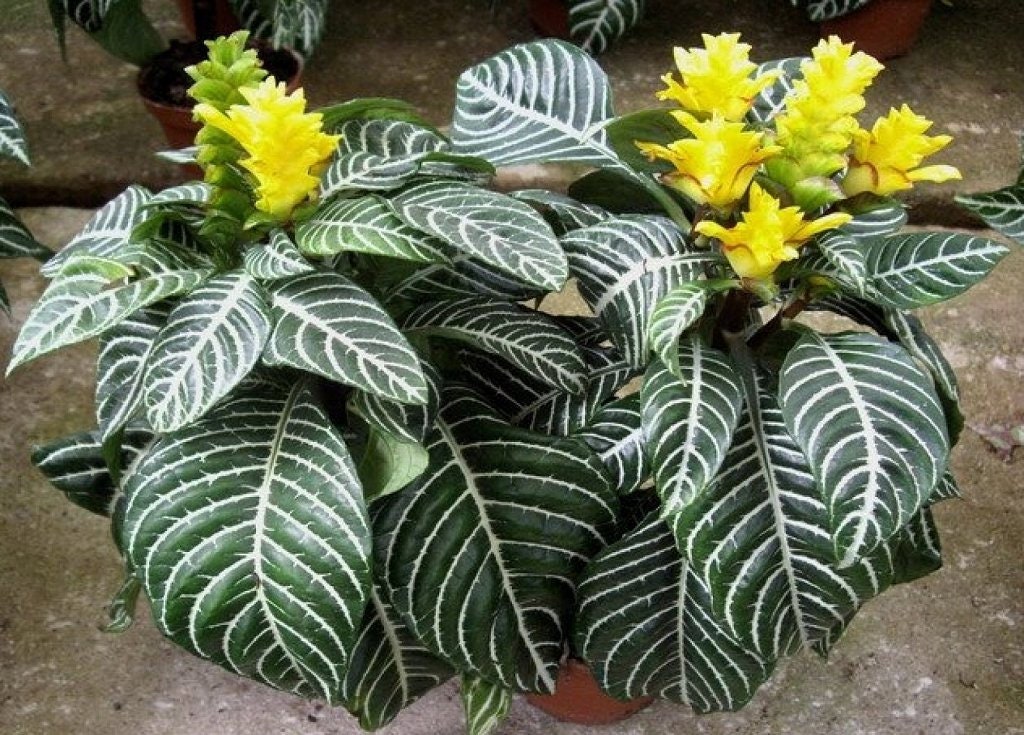 Snow White Zebra Aphelandra Squarrosa Dania Plant~well Rooted