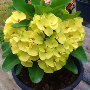 GOLDEN CROWN**Crown Of Thorns-Euphorbia Milii*Christ Plant**Very Small Well Rooted Starter Plant*2-6 Inches Tall**Extremely Rare Variety