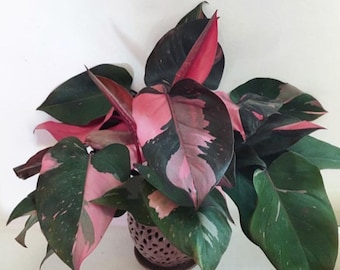 Pink Princess~~Variegated Philodenron Small Rooted Starter Plant~~VERY RARE!