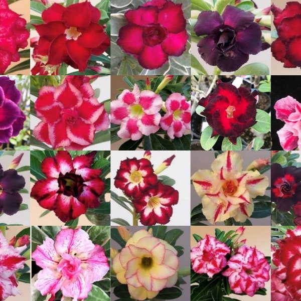 5 Randomly Selected Adenium Obesum Desert Rose SMALL STARTER Plants/Plugs