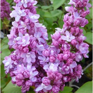 Belle de Nancy Lilac~Syringa vulgaris ~ Small Well Rooted STARTER Plant~4-8 inches tall