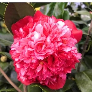 LAURA WALKER**Bicolor Bloom** Camellia Japonica-Live Starter Plant