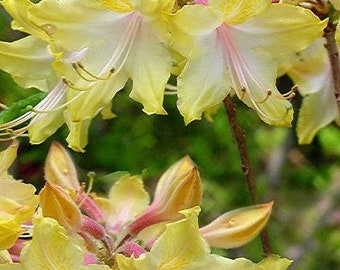 CLEAR CREEK~~Aromi Deciduous Azalea Rhododendron~~Well Rooted SMALL Starter Plant~~Please Read All Info & See All Pics!