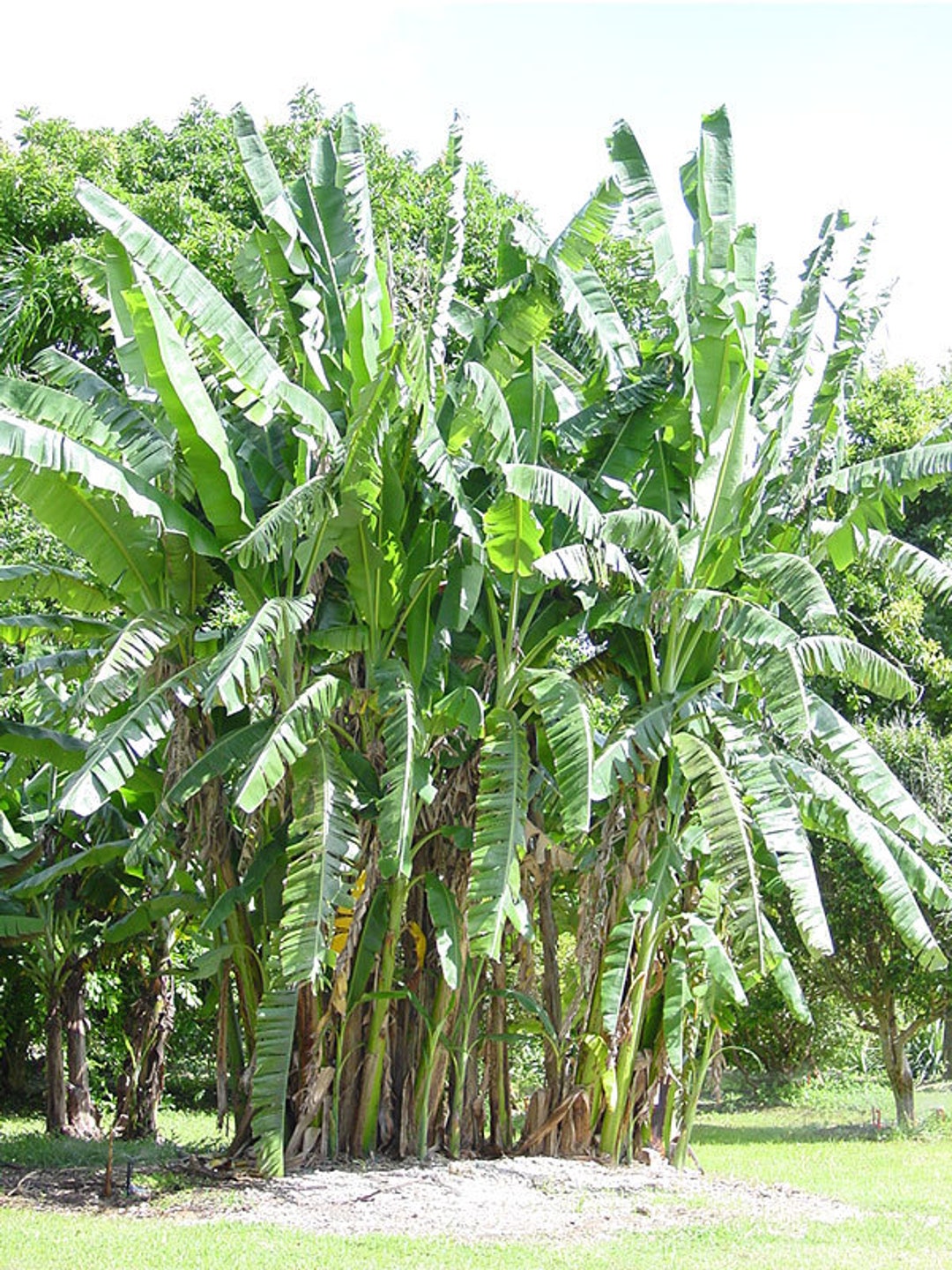 African Giant Banana Treemusa Kandarian Small Rooted STARTER Plantgrows 40 FT Tall Etsy