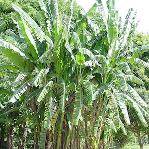 African Giant Banana Tree-musa kandarian- Small Rooted STARTER Plant-Grows 40 FT Tall!