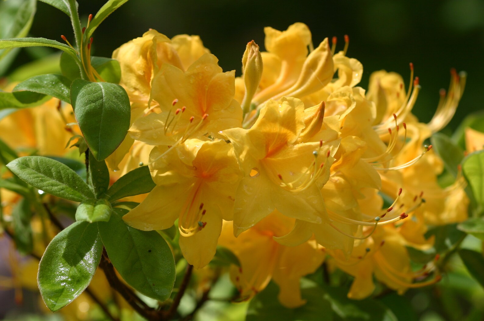 APPALACHIAN Gold~~aromi Deciduous Azalea Rhododendron~~well Rooted ...