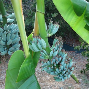4”Pot of ICE CREAM (Blue Java)Live Musa Banana Tree~Well Rooted Plant~Hint of Vanilla Flavor!Best Tasting Banana U Will Ever Eat!Large Plant