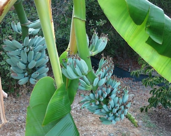 4”Pot of ICE CREAM (Blue Java)Live Musa Banana Tree~Well Rooted Plant~Hint of Vanilla Flavor!Best Tasting Banana U Will Ever Eat!Large Plant
