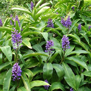 SAPPHIRE BLUE GINGERGorgeous Dichorisandra ThyrsifloraSmall Rooted Starter Plant image 5