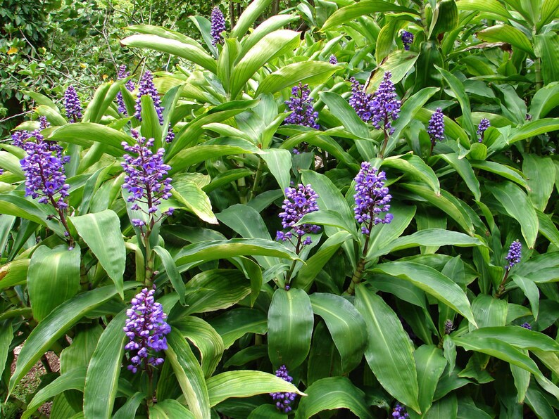 SAPPHIRE BLUE GINGERGorgeous Dichorisandra ThyrsifloraSmall Rooted Starter Plant image 5