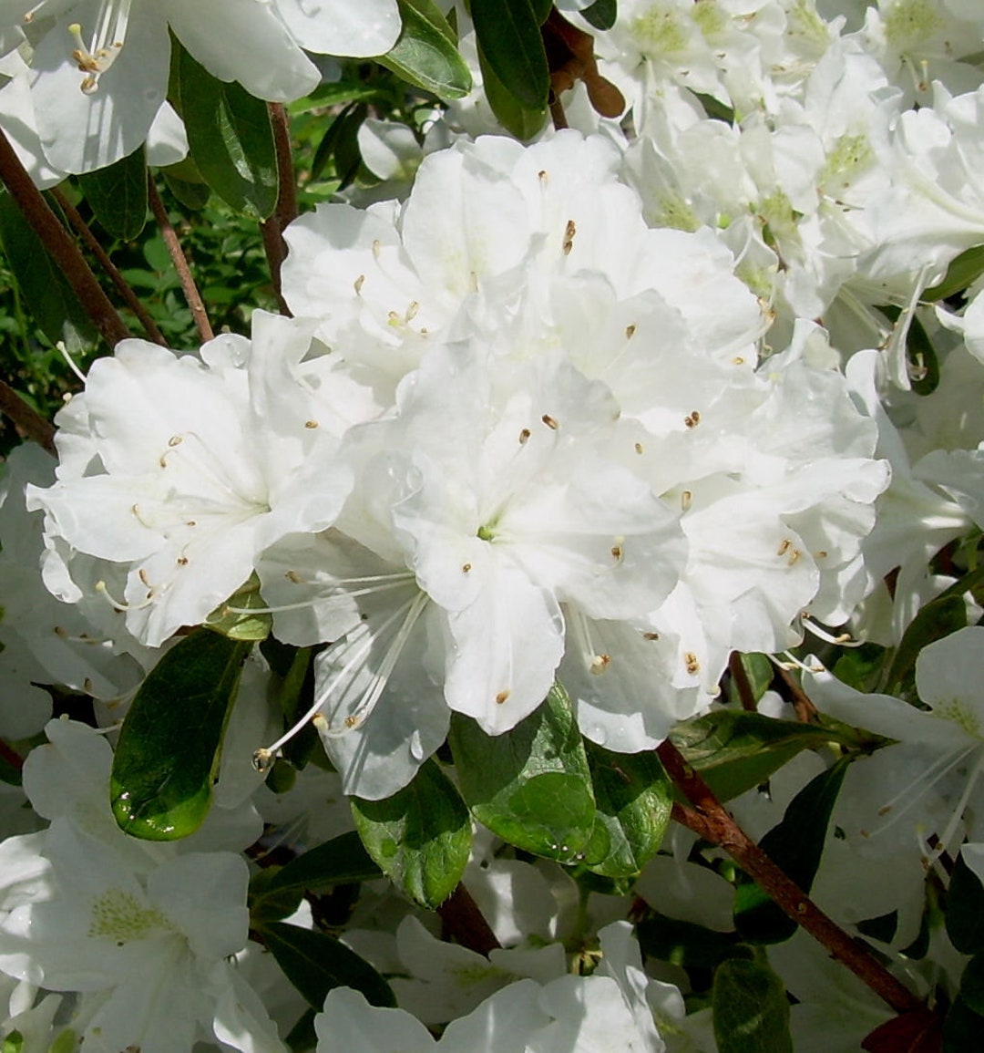 Delaware Valley White~~azalea Rhododendron Starter Plant~~pristine ...