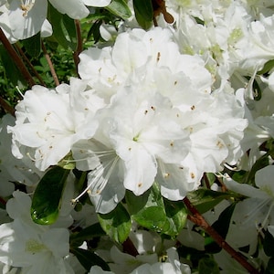 Delaware  Valley White~~Azalea Rhododendron Starter Plant~~Pristine White Blooms and lots of them! A Rare Beauty!