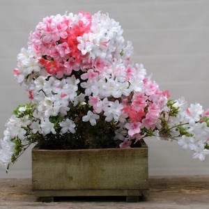 Johga ~~Azalea Rhododendron Small Rooted Starter Plant~~