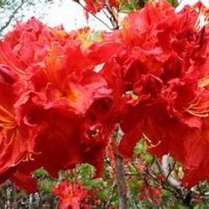 May include: A close-up of a vibrant red azalea flower with orange accents. The flower has many petals and is in full bloom.