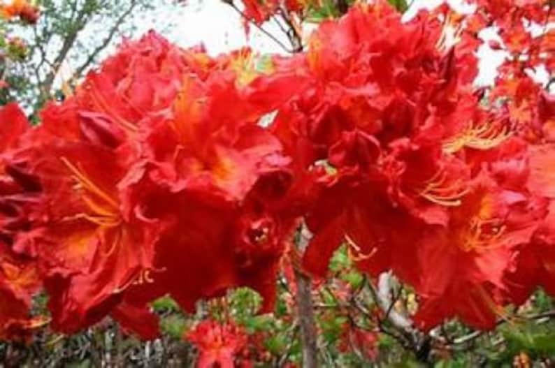 May include: A close-up of a vibrant red azalea flower with orange accents. The flower has many petals and is in full bloom.