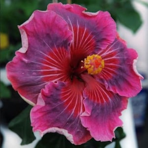 Me Oh My OH**Small Rooted Tropical Hibiscus Starter Plant**Ships Bare Root***Very Rare!