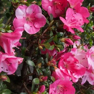 Kobai 2~~Azalea Rhododendron Small Rooted Starter Plant~~